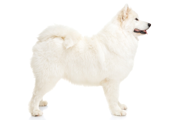 Samoyed Dog Bow Wow Meow Pet Insurance