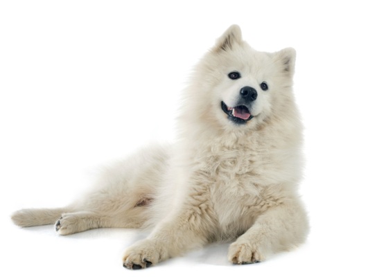 Samoyed Dog Bow Wow Meow Pet Insurance