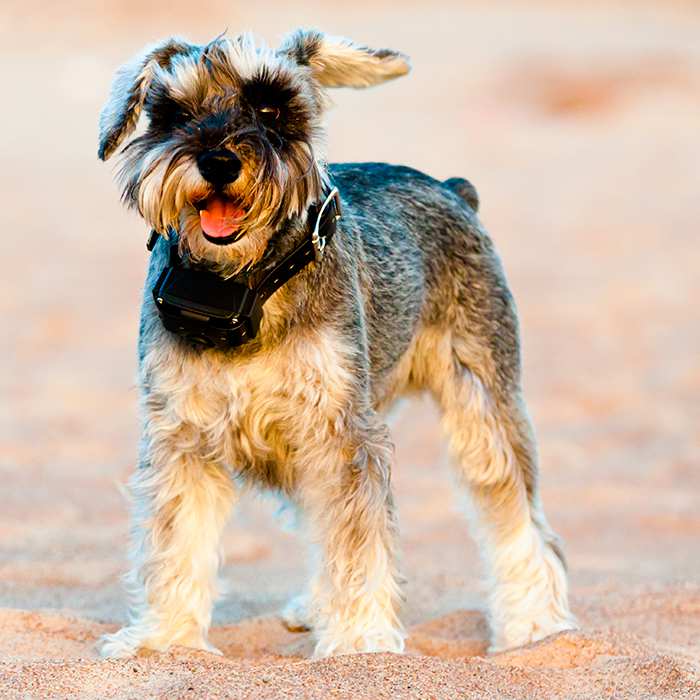 schnauzer-dog-with-gps-collar