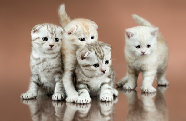 Scottish Fold Cat Bow Wow Meow Pet Insurance