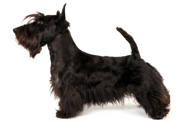 Scottish Terrier Scottish Terrier Dog Bow Wow Meow Pet Insurance