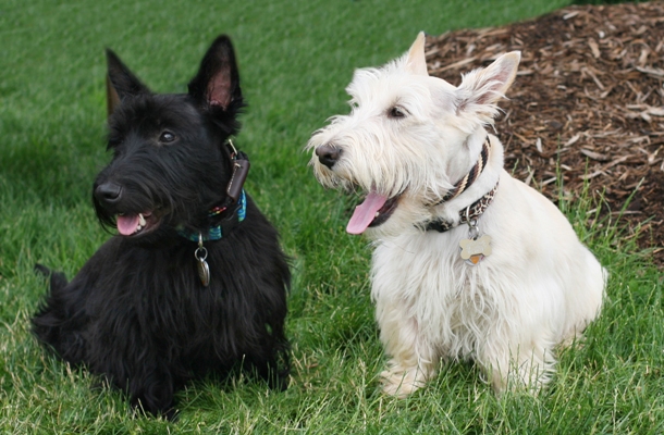 Scottish Terriers Scottish Terrier Dog Bow Wow Meow Pet Insurance