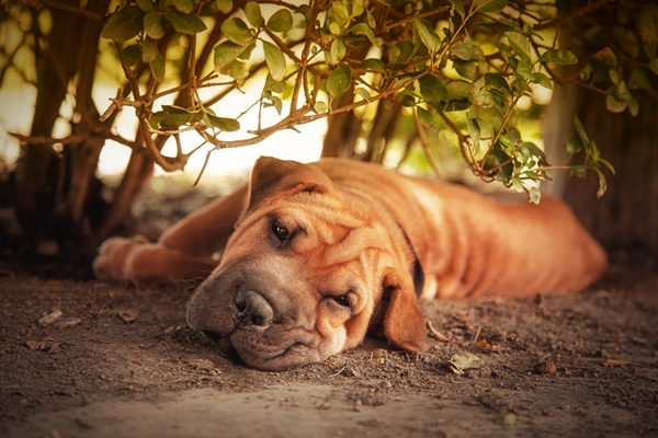 Shar Pei Bow Wow Meow Pet Insurance