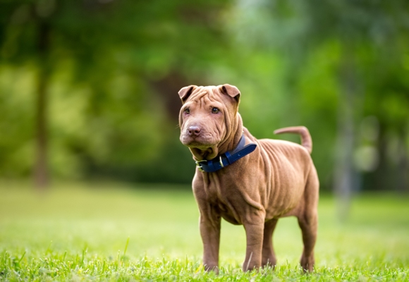 Shar Pei Puppy Shar Pei Bow Wow Meow Pet Insurance