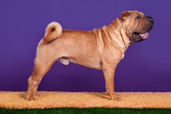 Shar Pei Bow Wow Meow Pet Insurance