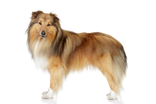 Shetland Sheepdog Bow Wow Meow Pet Insurance