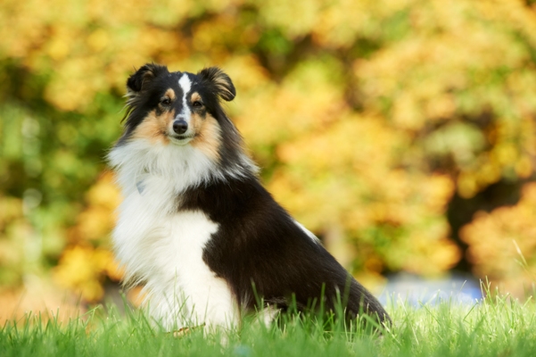 Shetland Sheepdog Bow Wow Meow Pet Insurance