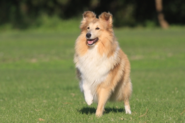 Shetland Sheepdog Bow Wow Meow Pet Insurance