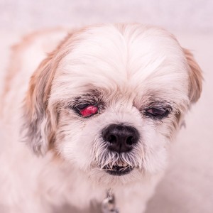 Shih Tzu Bow Wow Meow Pet Insurance