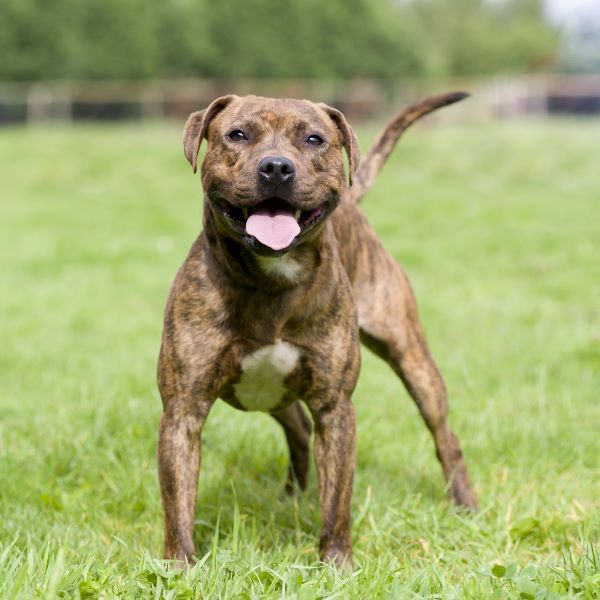 Staffy, Staffordshire Bull Terrier dog breed Bow Wow Meow Pet Insurance