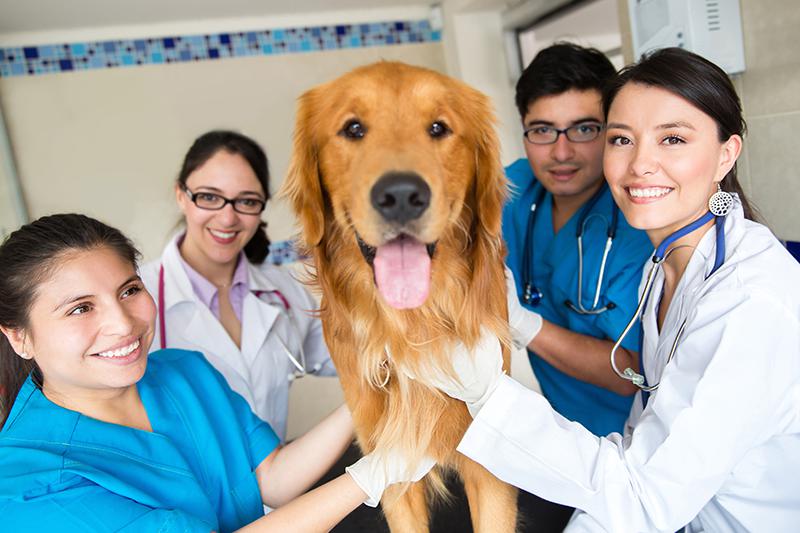 Team of veterinarians