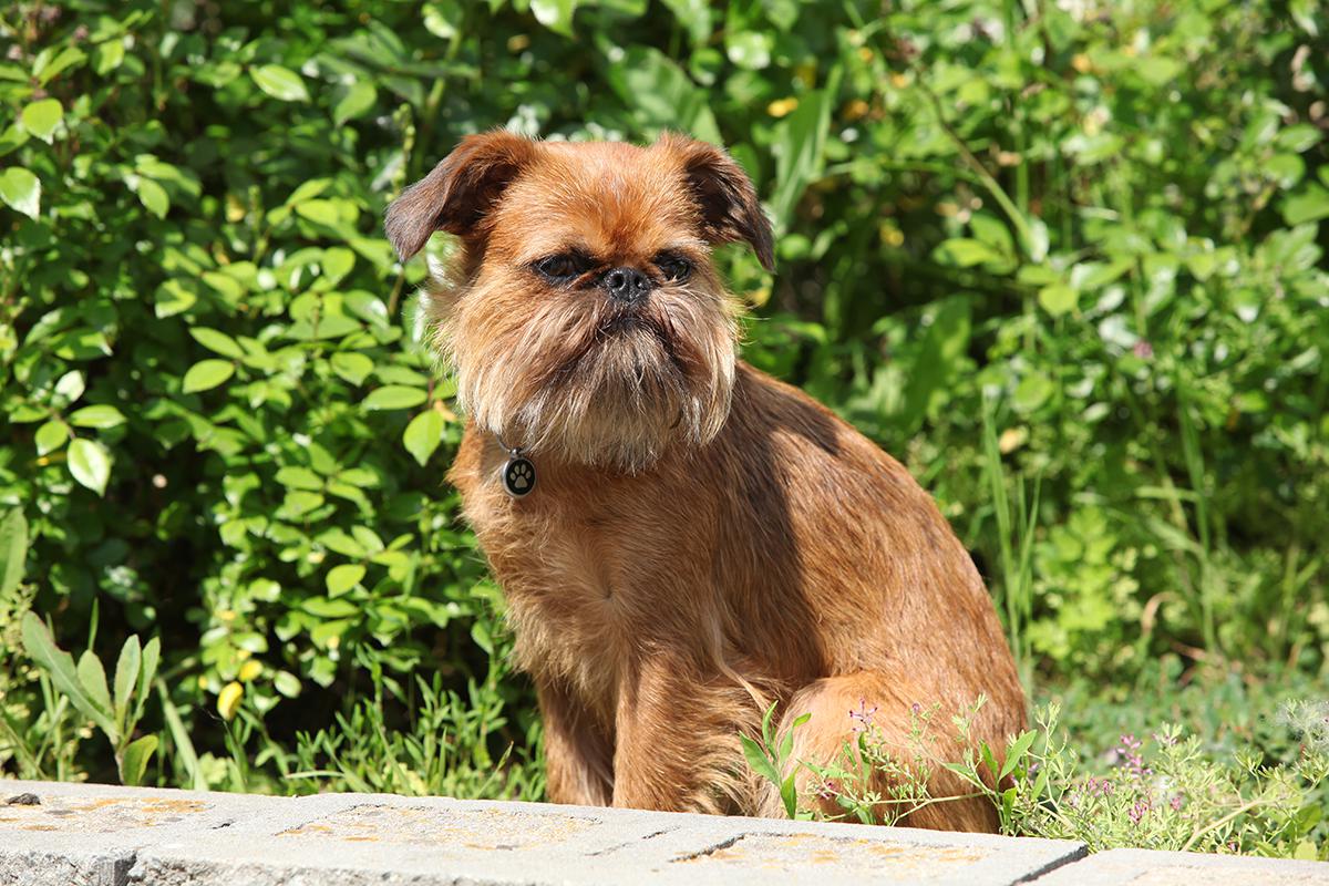 Brussels Griffon Bow Wow Meow Pet Insurance