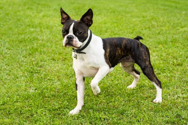 Boston terrier dog breed Bow Wow Meow Pet Insurance