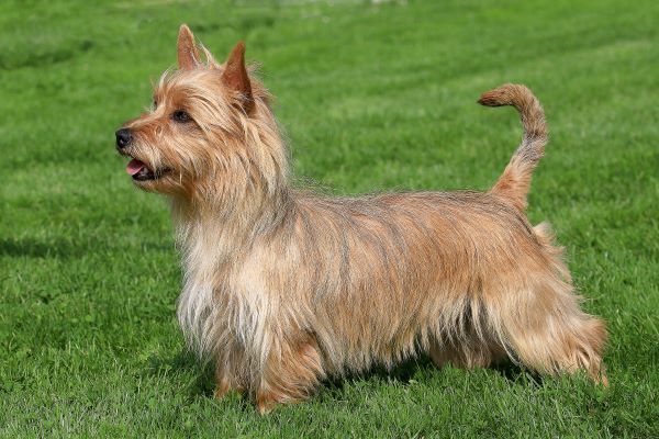 The portrait of Australian Terrier in the garden