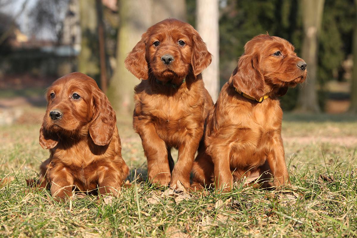 Irish Setter Bow Wow Meow Pet Insurance