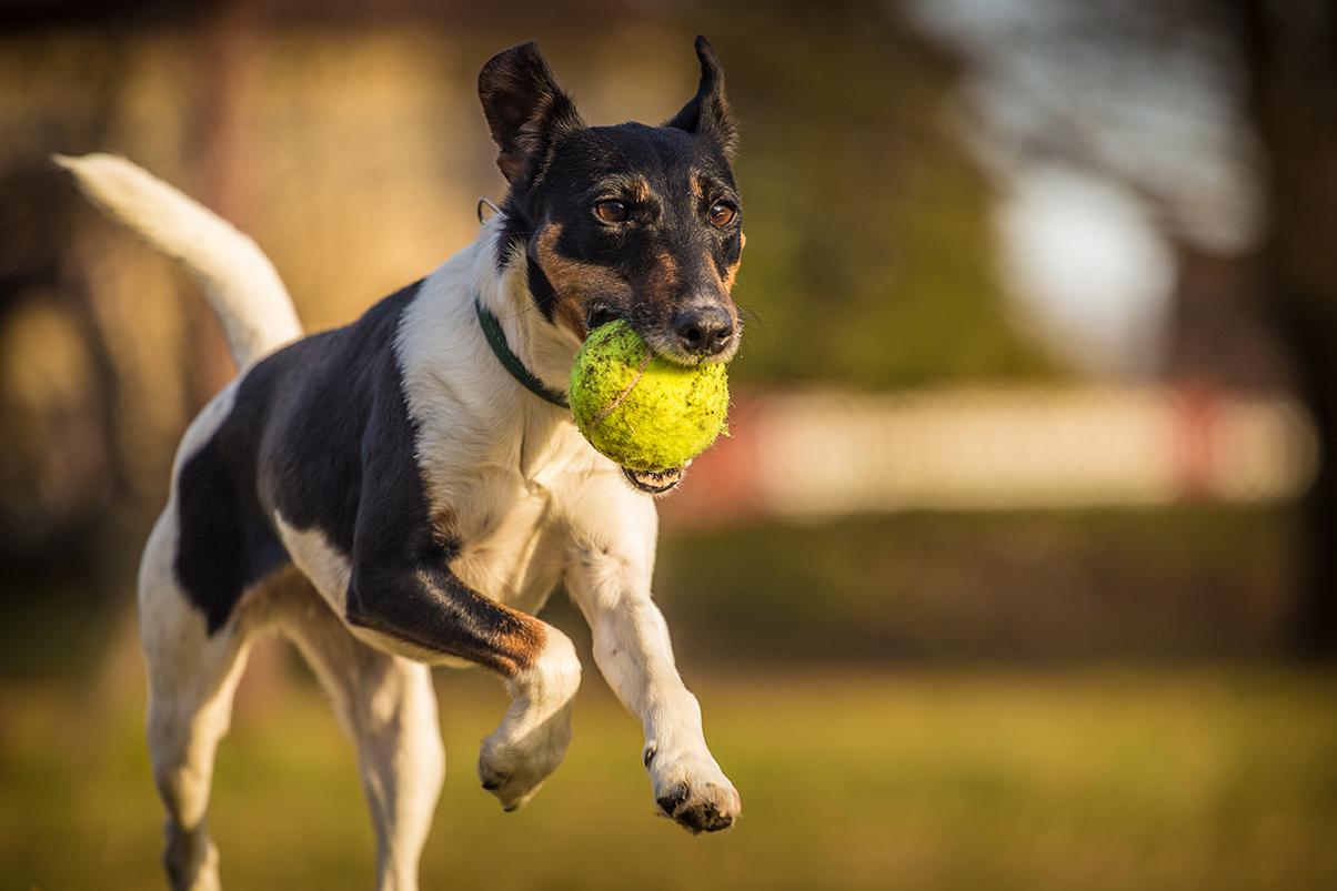 Fox Terrier Bow Wow Meow Pet Insurance