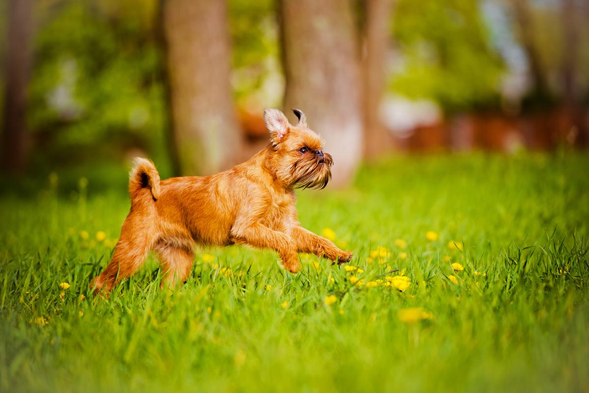 Brussels Griffon Bow Wow Meow Pet Insurance