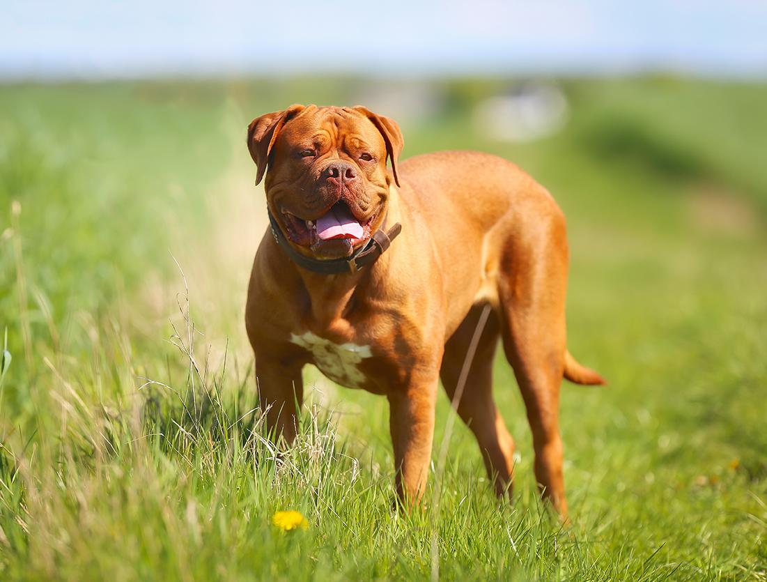 Dogue-De-Bordeaux Bow Wow Meow Pet Insurance