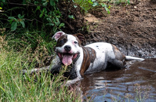 Staffy, Staffordshire Bull Terrier dog breed Bow Wow Meow Pet Insurance