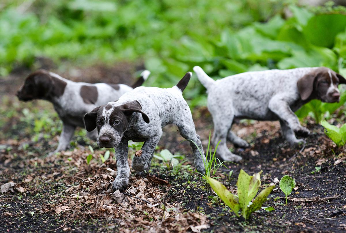 German Shorthaired Pointer Bow Wow Meow Pet Insurance