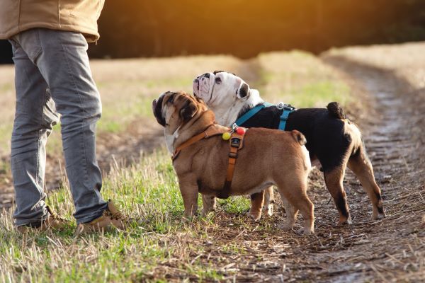 British Bulldog breed Bow Wow Meow