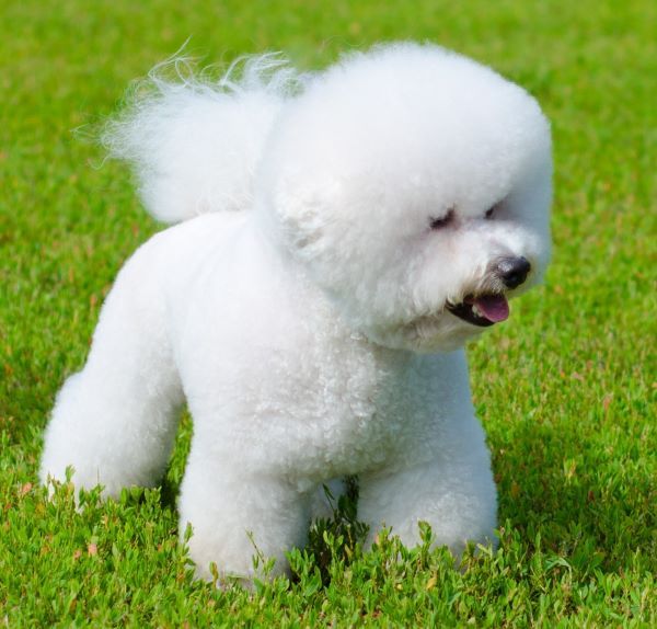 Bichon frise dog breed Bow Wow Meow Pet Insurance