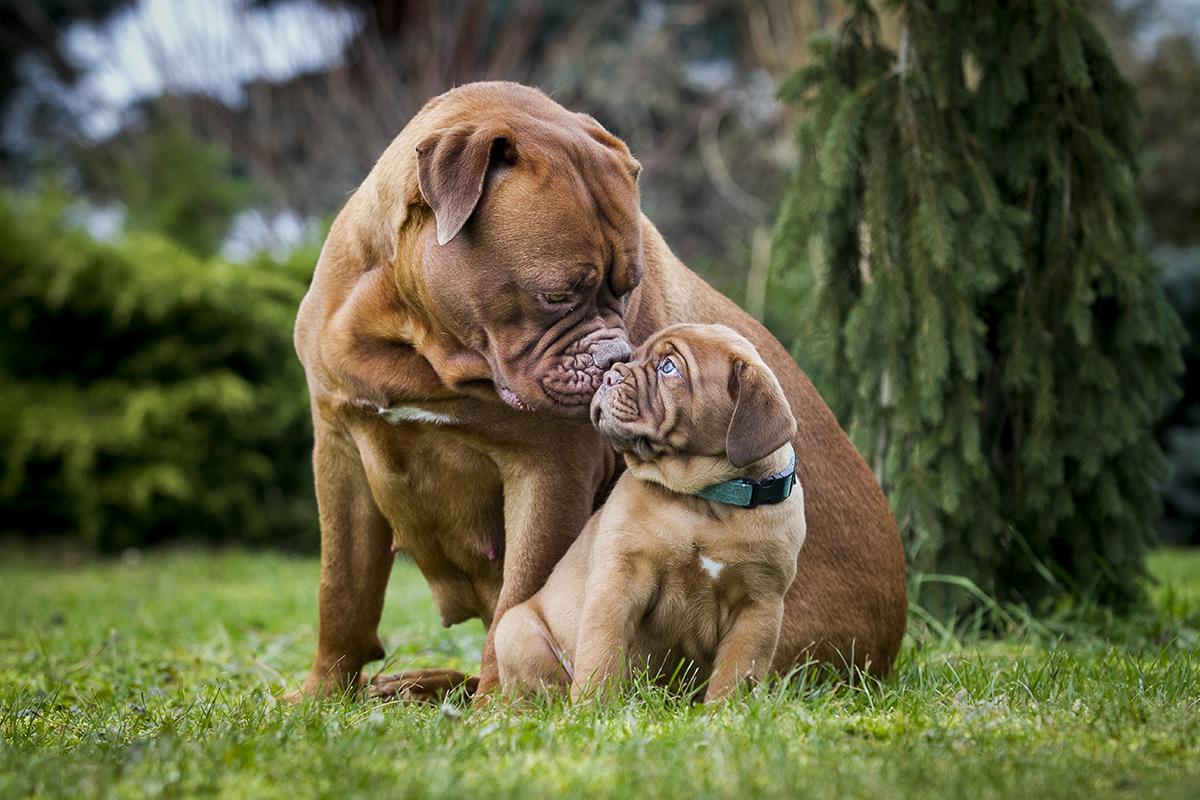 Dogue-De-Bordeaux Bow Wow Meow Pet Insurance