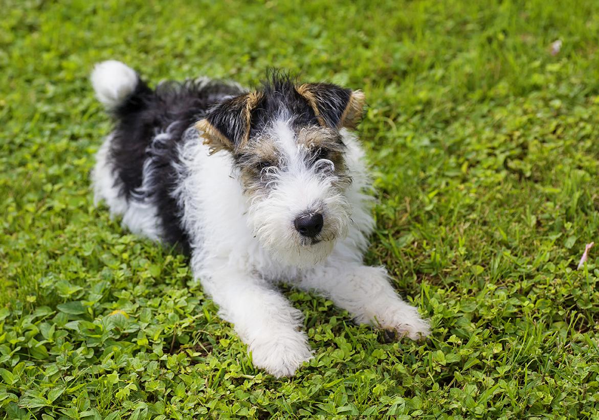 Fox Terrier Bow Wow Meow Pet Insurance