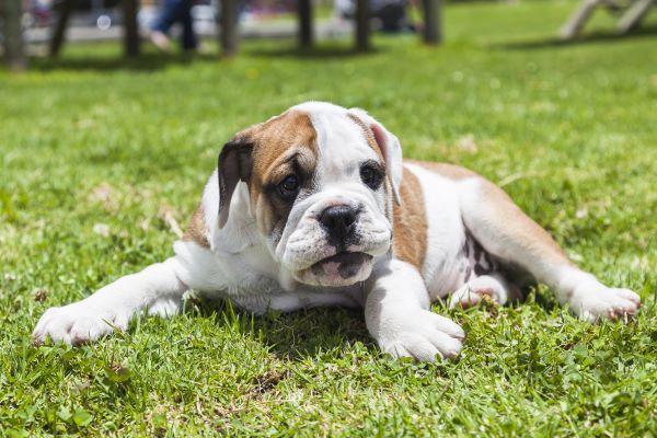 English Bulldog breed Bow Wow Meow