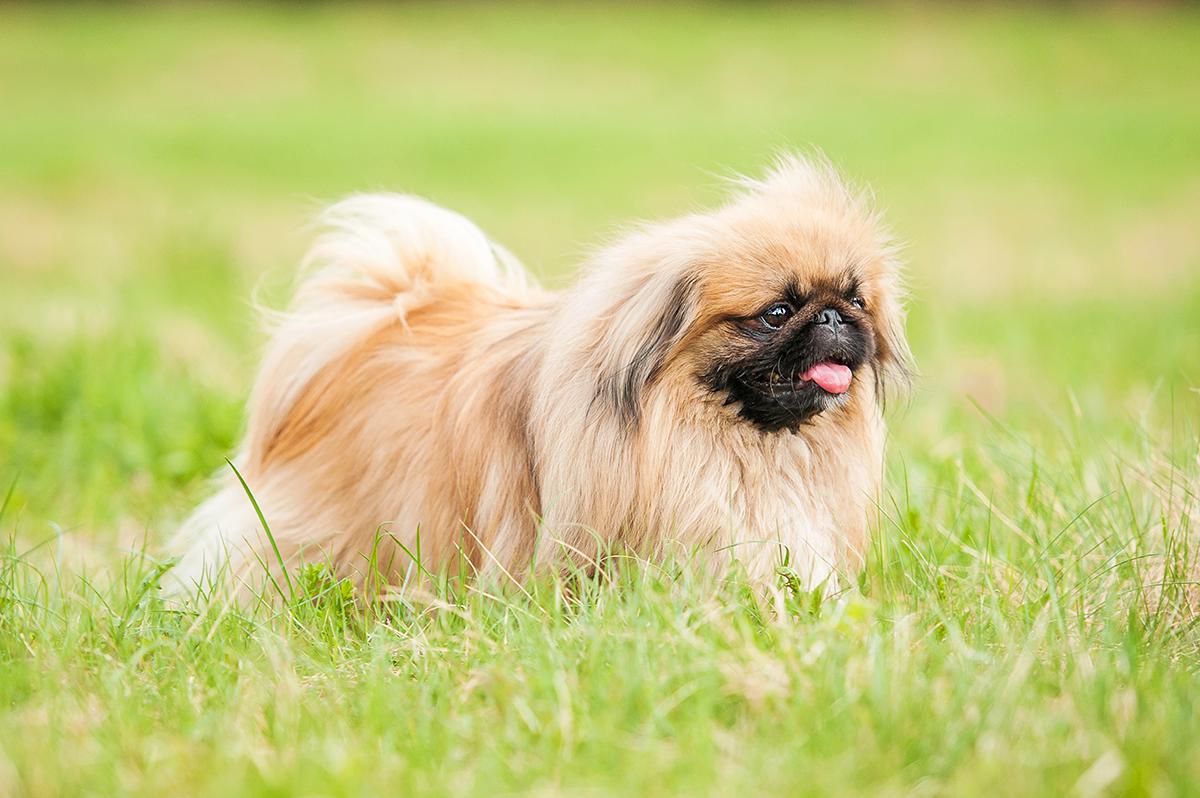 Pekingese Bow Wow Meow Pet Insurance