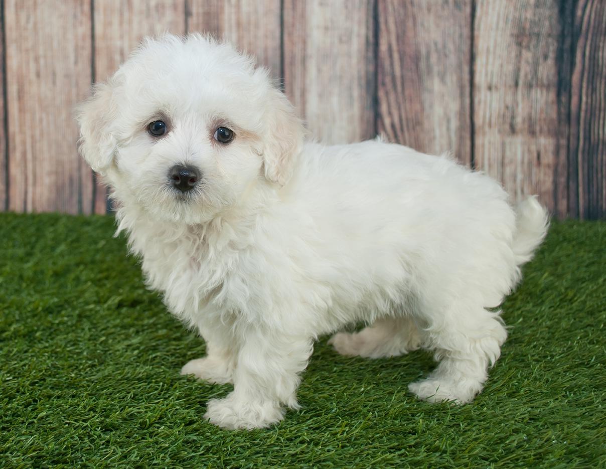 Moodle Maltipoo Bow Wow Meow Pet Insurance