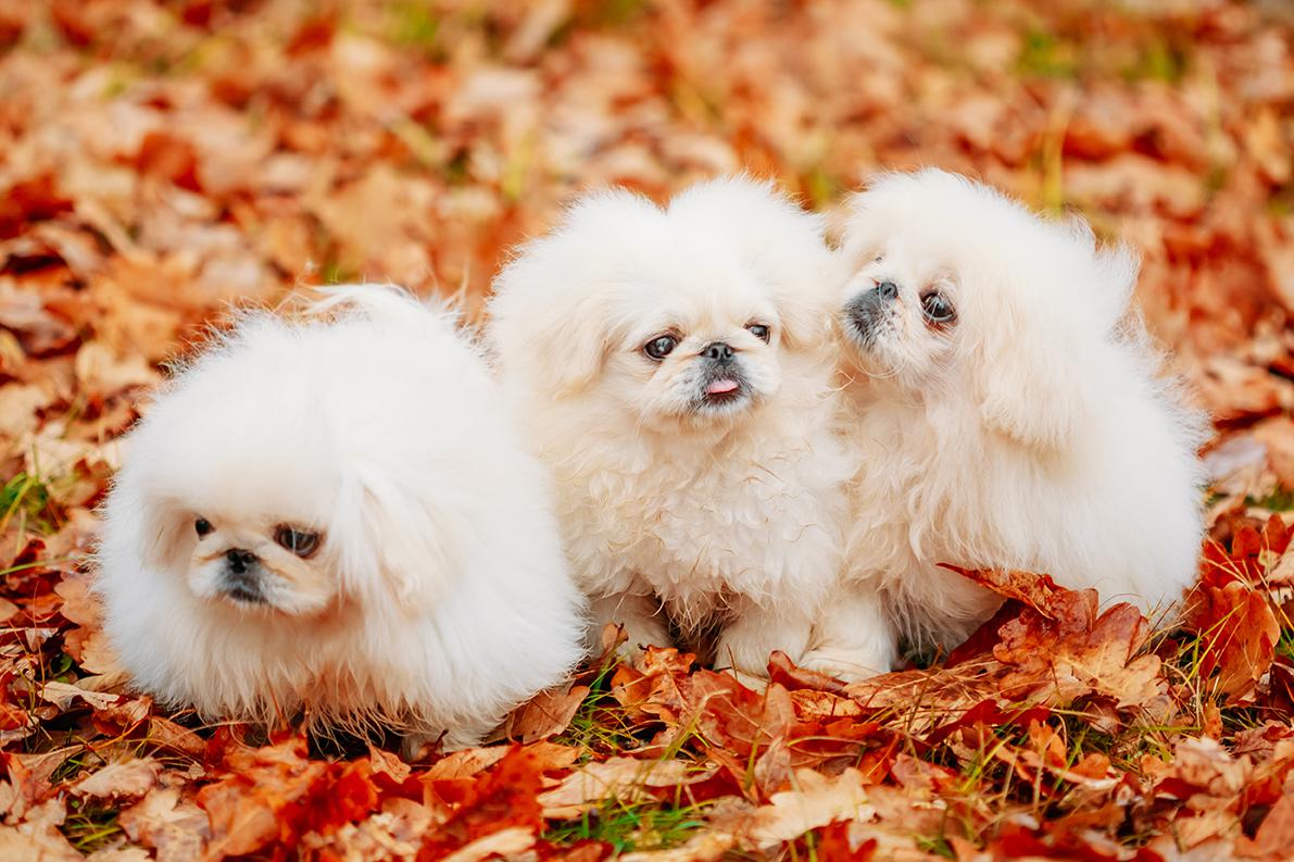 Pekingese Bow Wow Meow Pet Insurance