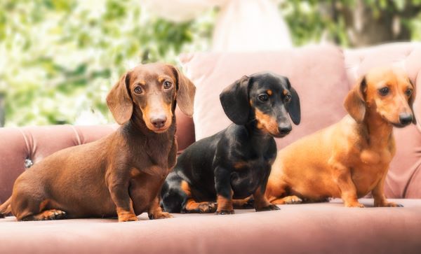 Dachshunds dog on the backyard. Three dogs outdoor in sunny summer weather.