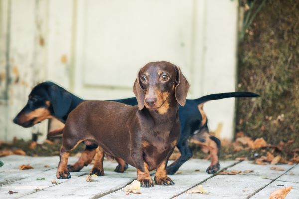 Dachshund dog on the backyard. Dog outdoor in sunny summer weather.