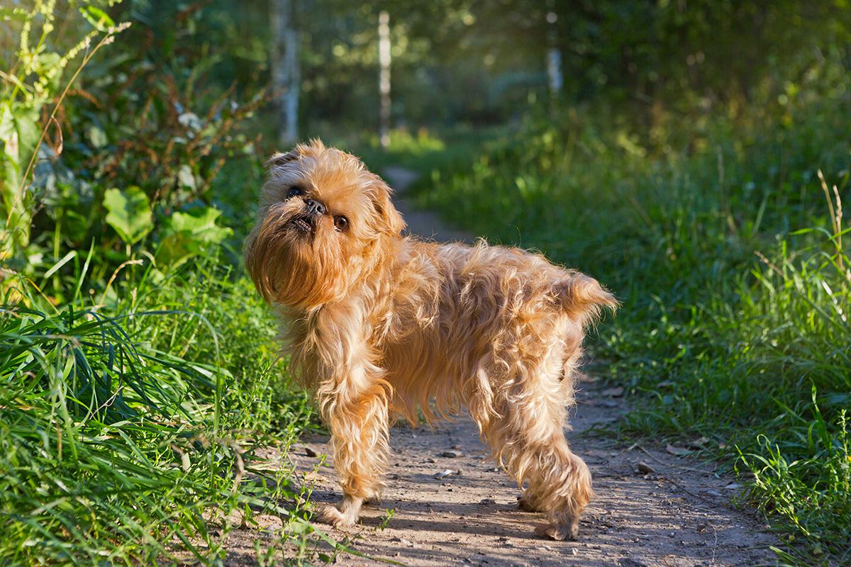 Brussels Griffon Bow Wow Meow Pet Insurance