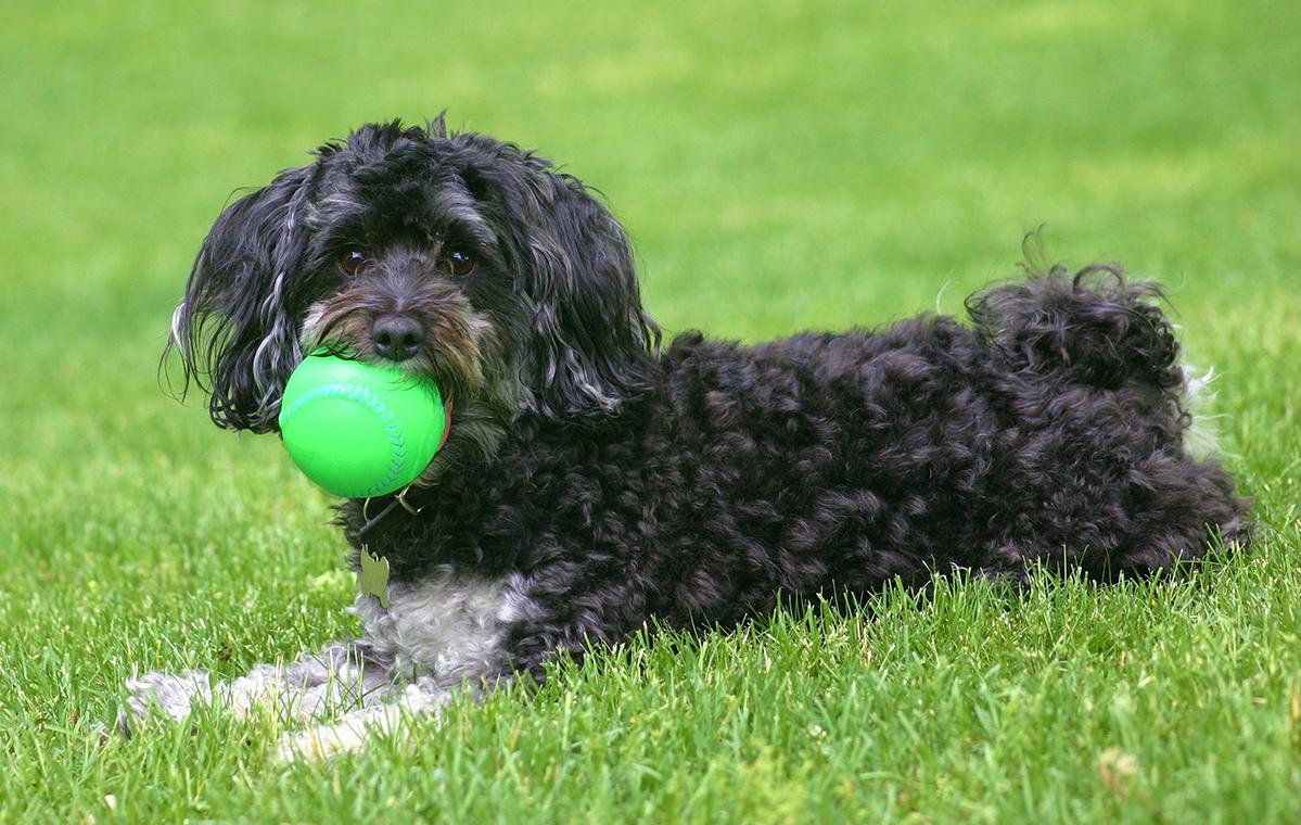 Moodle Maltipoo Bow Wow Meow Pet Insurance