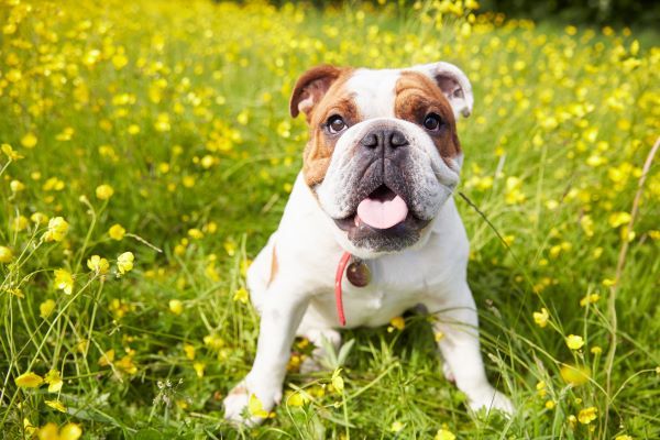 British bulldog breed dog breeds Bow Wow Meow