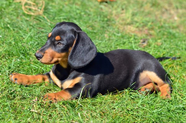 Cute little dachshund puppy