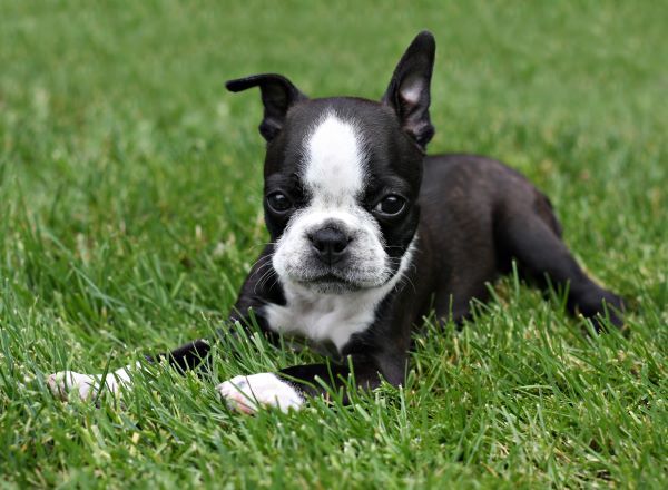 Boston terrier dog breed Bow Wow Meow Pet Insurance