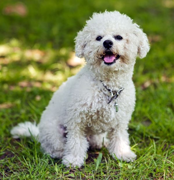 Bichon Frise Dog Breed Bow Wow Meow Pet Insurance