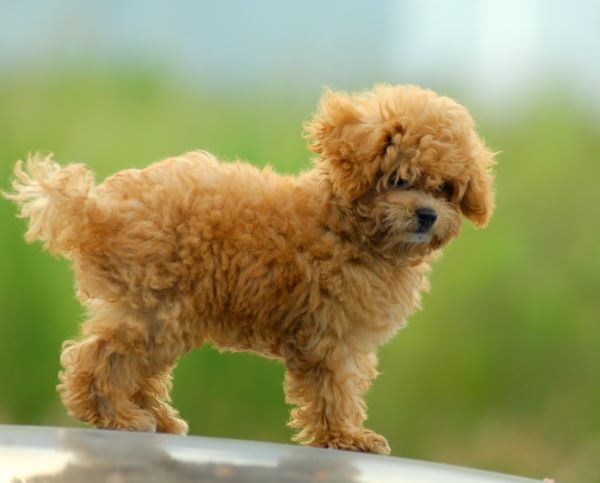 close shoot small brown toy poodle with green background