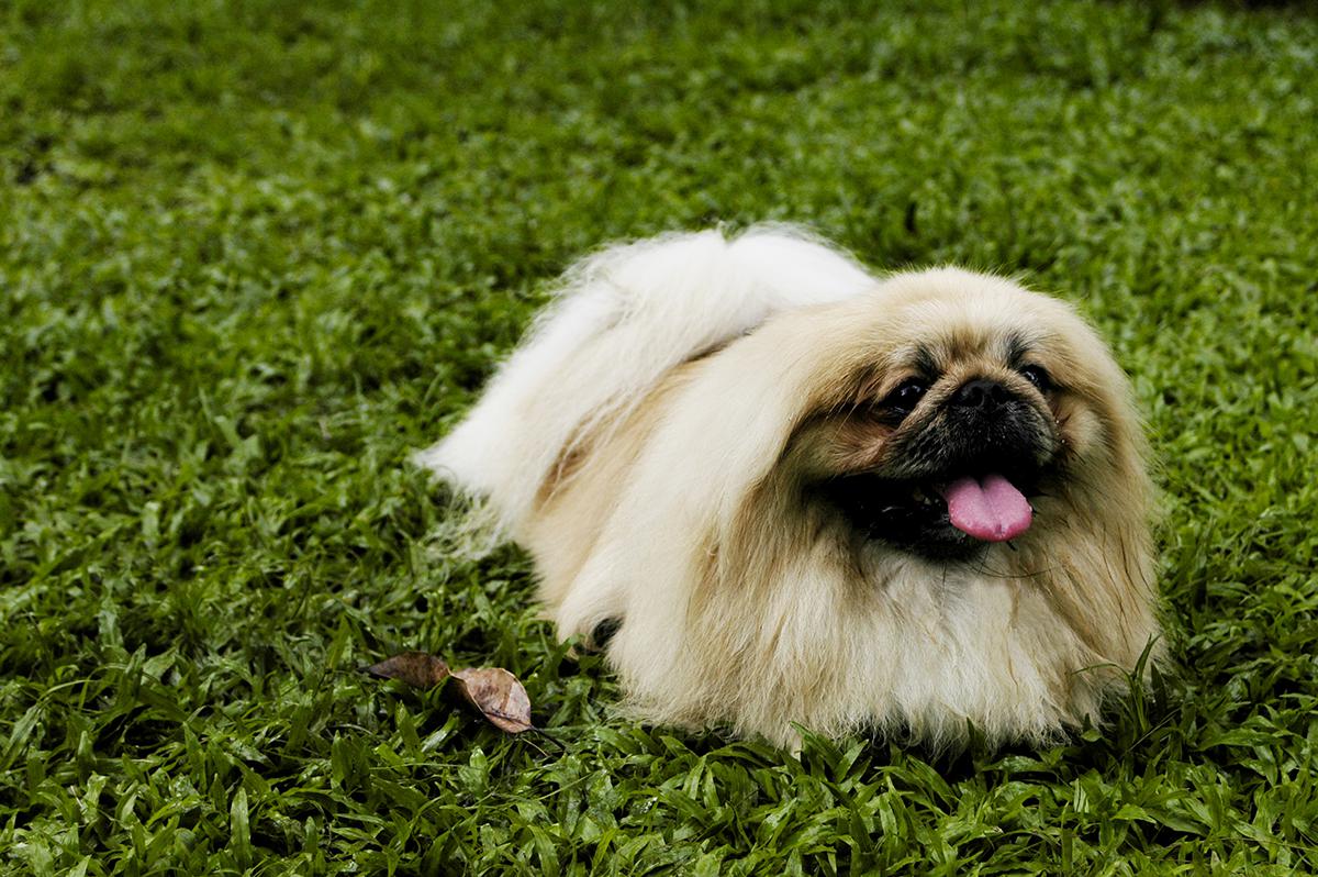 Pekingese Bow Wow Meow Pet Insurance