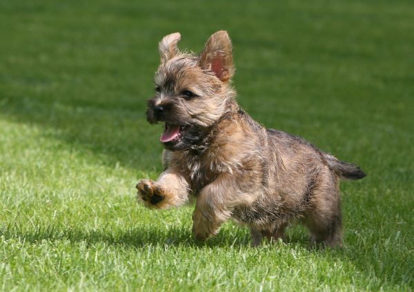 Running Cairn Terrier Puppy