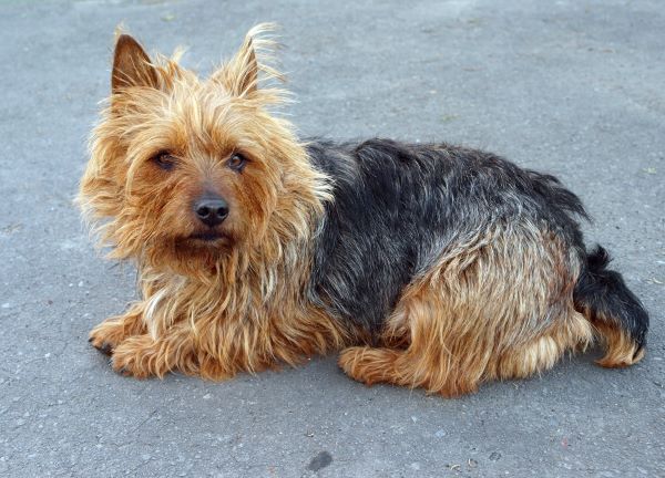 Blue & Tan Australian Terrier Bitch Lying Down