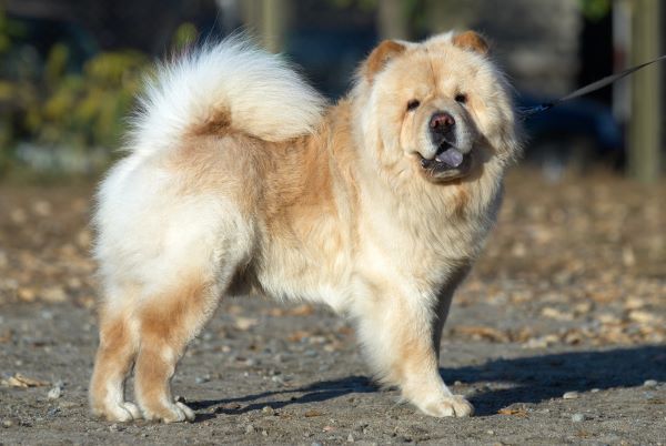 Chow Chow dog breed Bow Wow Meow