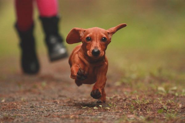 Dachshund Exercise