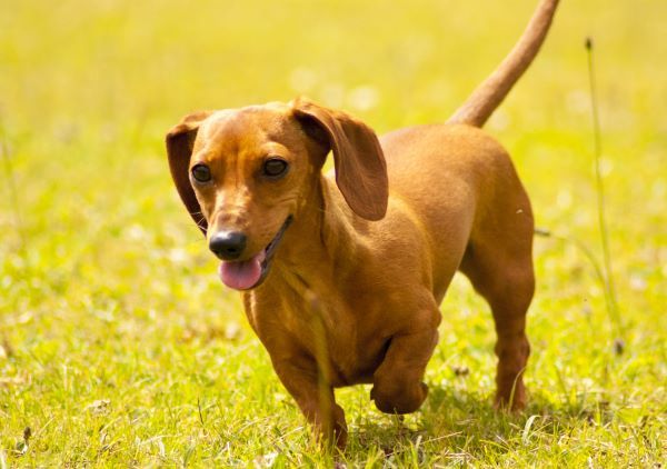 Miniature Dachshund