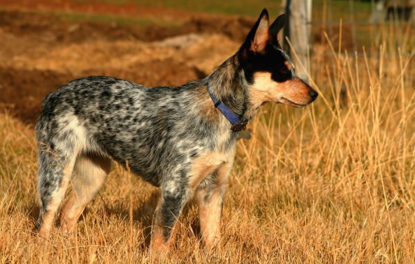 Australian Cattle Dog, aka Blue heeler dog breed Bow Wow Meow