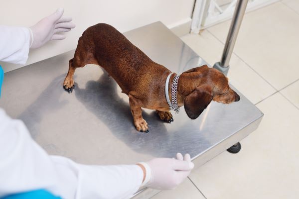 Dog health conditions Bow Wow Meow