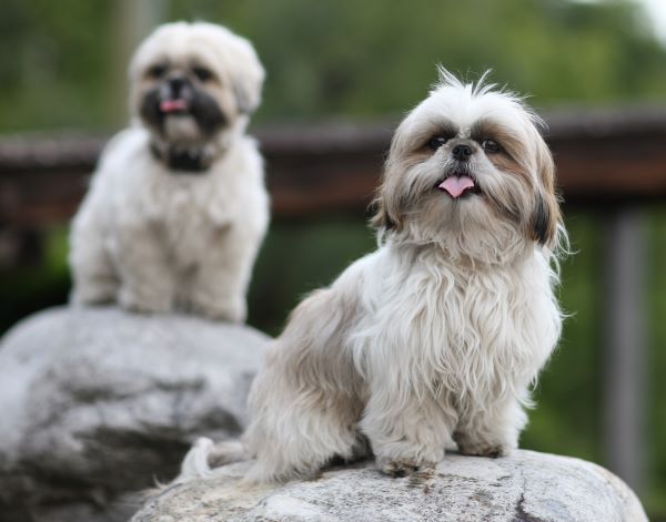 Shi Tzu dog breed Bow Wow Meow